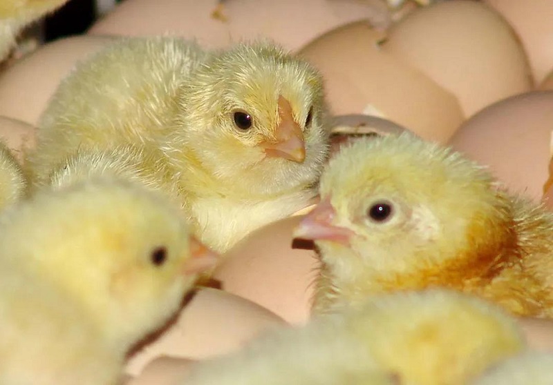 大寒：冬將盡，花可期，共盼春來